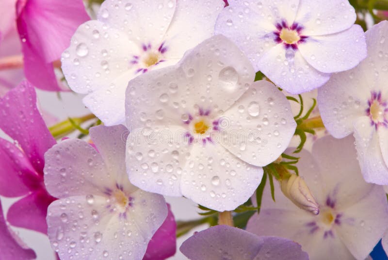 Flores Hermosas Con Gotas Del Agua Foto de archivo - Imagen de ramillete,  estudio: 10418610