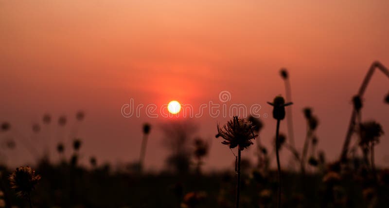 Flores hermosas de la hierba seca con el fondo del cielo de la puesta del sol en el paisaje del campo, concepto al aire libre de imagen de archivo Flores hermosas de la hierba seca con el fondo del cielo de la puesta del sol en el paisaje del campo, concepto al aire libre de imagen de archivo