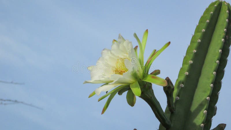 Flores Hermosas De Un Cactus Tradicionalmente Brasileño, Mandacaru Imagen  de archivo - Imagen de fondo, cacto: 133256483
