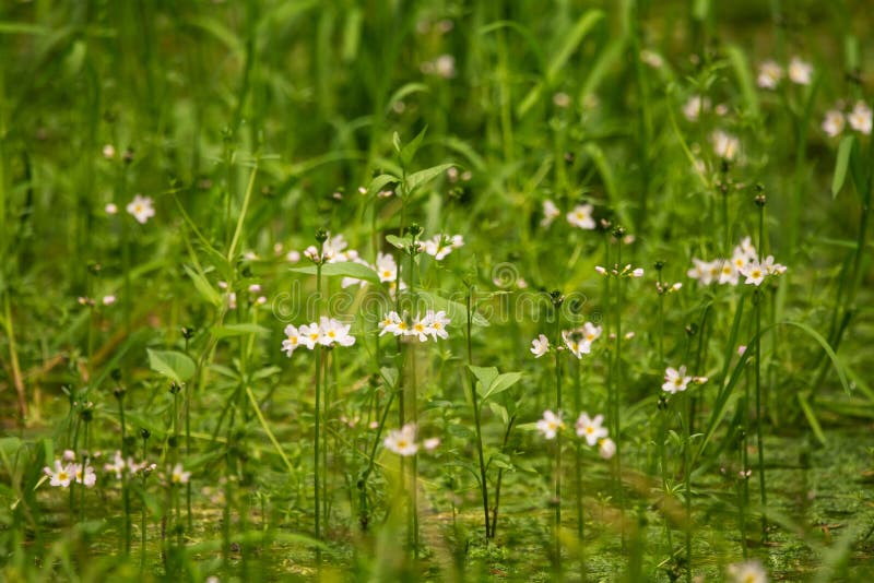 Flores hermosas del bach de la violeta de agua blanca que florecen en la charca del bosque imagenes de archivo Flores hermosas del bach de la violeta de agua blanca que florecen en la charca del bosque imagenes de archivo