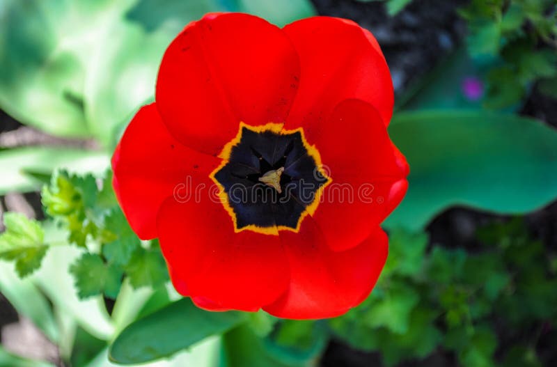 Flores hermosas del tulipán rojo foto de archivo libre de regalías Flores hermosas del tulipán rojo foto de archivo libre de regalías