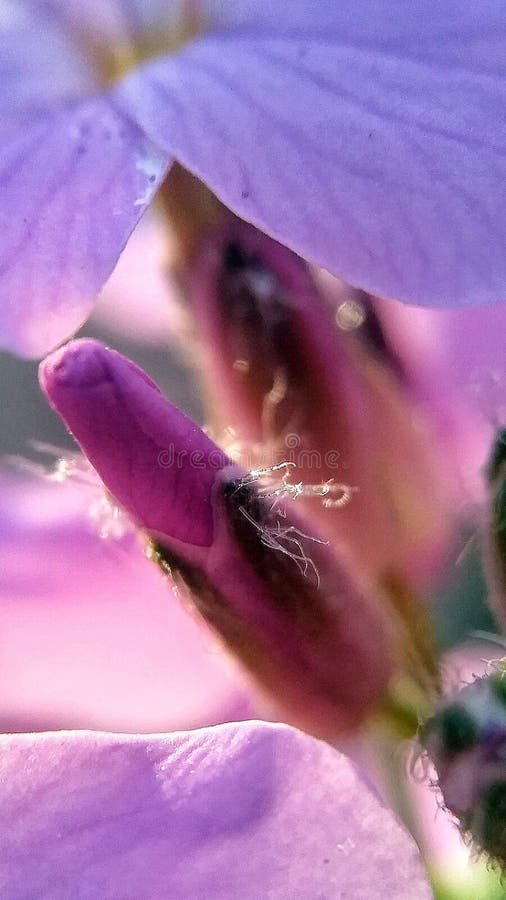Flores hermosas en tiro macro en un paisaje urbano fotografía de archivo Flores hermosas en tiro macro en un paisaje urbano fotografía de archivo