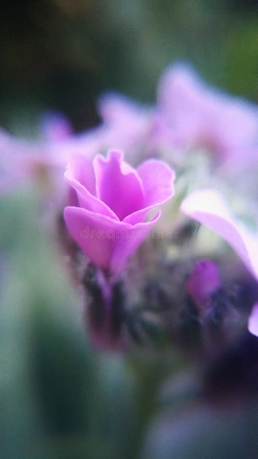 Flores hermosas en tiro macro en un paisaje urbano fotografía de archivo Flores hermosas en tiro macro en un paisaje urbano fotografía de archivo