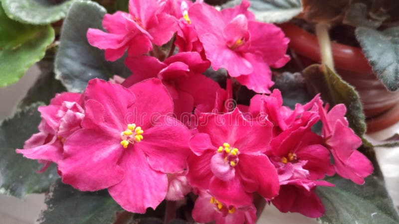 Flores interiores florecientes/flor violeta/hermosa de la floración/ foto de archivo libre de regalías Flores interiores florecientes/flor violeta/hermosa de la floración/ foto de archivo libre de regalías