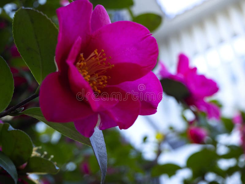 Flores japonesas cor-de-rosa vibrantes bonitas da camélia fotografia de stock royalty free Flores japonesas cor-de-rosa vibrantes bonitas da camélia fotografia de stock royalty free