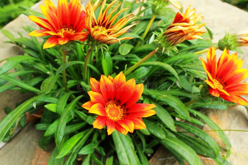 Flores Laranja-amarelos Brilhantes No Jardim Foto de Stock - Imagem de  ensolarado, rico: 129729898