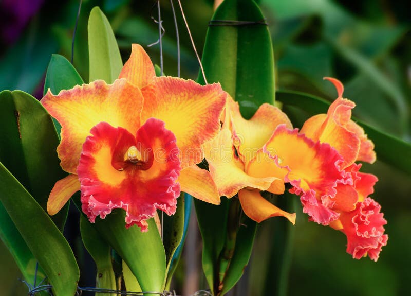 Flores Laranja-vermelhos Da Orquídea - Cattleya Imagem de Stock - Imagem de  jardim, elegante: 37260433