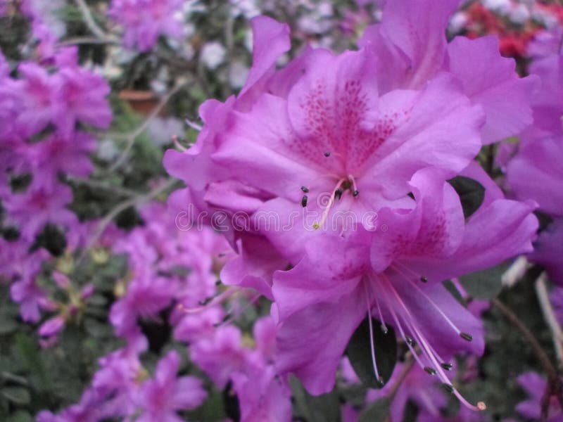Flores Lilás, Flores Roxas Árvore De Florescência Na Mola Rosa Floresce,  Flores Cor-de-rosa, Azáleas Cor-de-rosa Imagem de Stock - Imagem de azaléia,  macro: 88781647