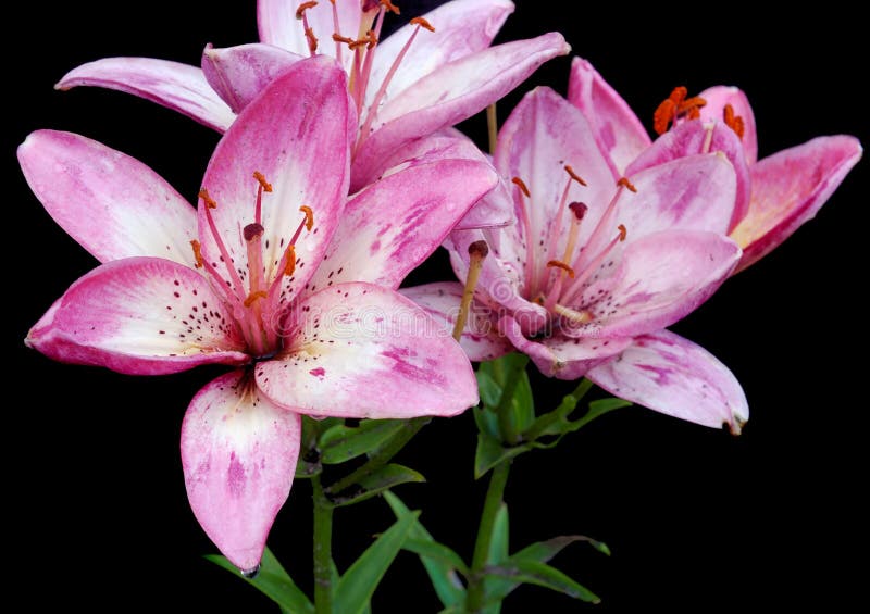 Lírios rosa listrados fotografia de stock royalty free