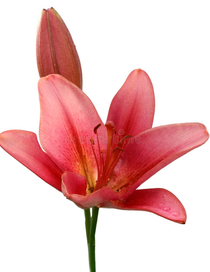 Lírios-rosa listrados imagem de stock