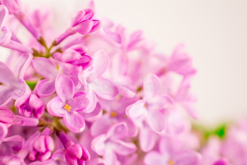 Flores lilás cor-de-rosa-claro