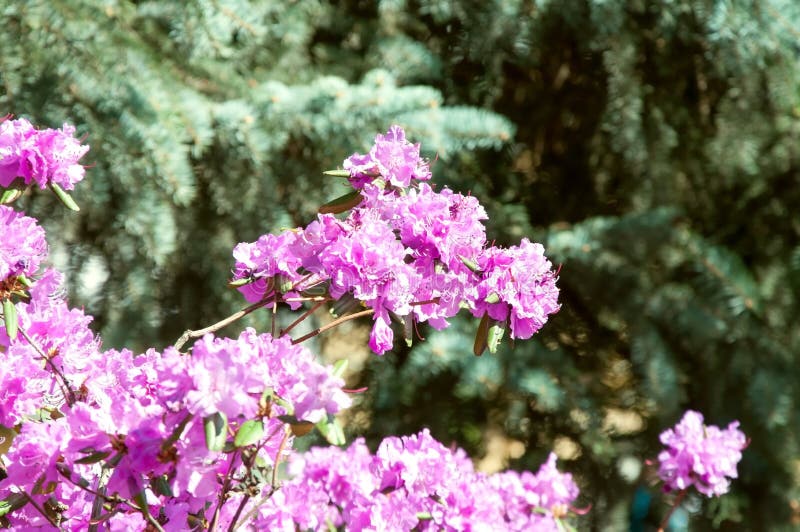 Flores lilás do Lagerstroemia imagens de stock royalty free