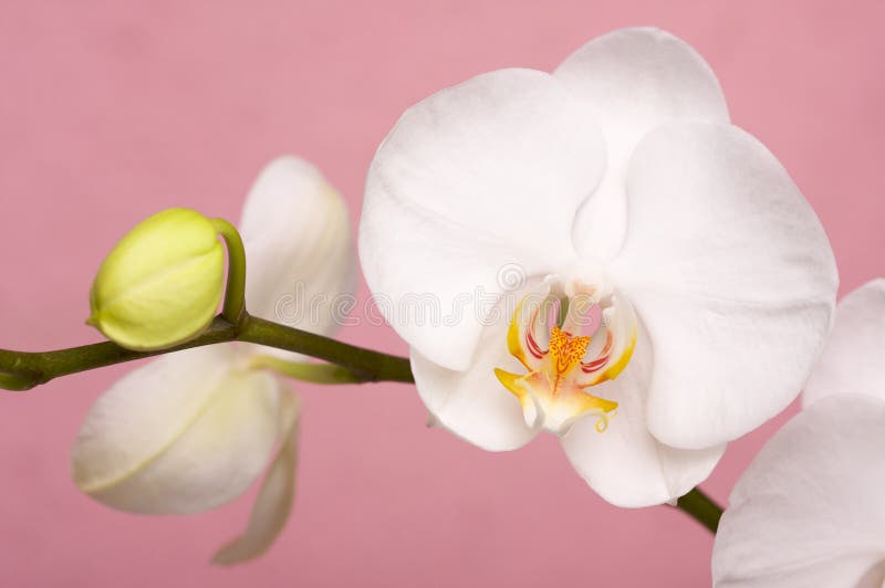 Flores macros de la flor de la orquídea imagen de archivo