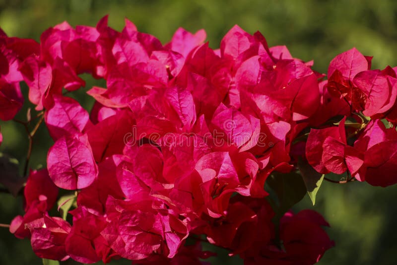 Flores magentas bonitas da buganvília imagens de stock