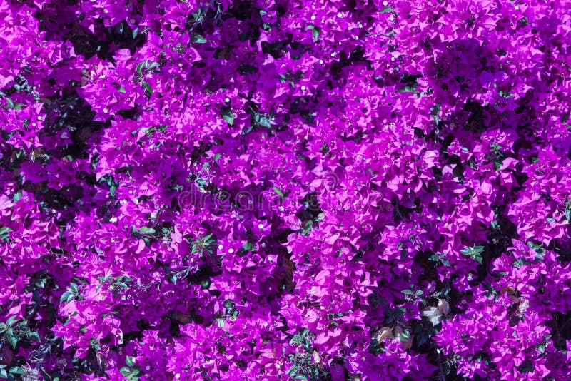 Flores magentas da buganvília como um fundo Fundo floral imagens de stock Flores magentas da buganvília como um fundo Fundo floral imagens de stock