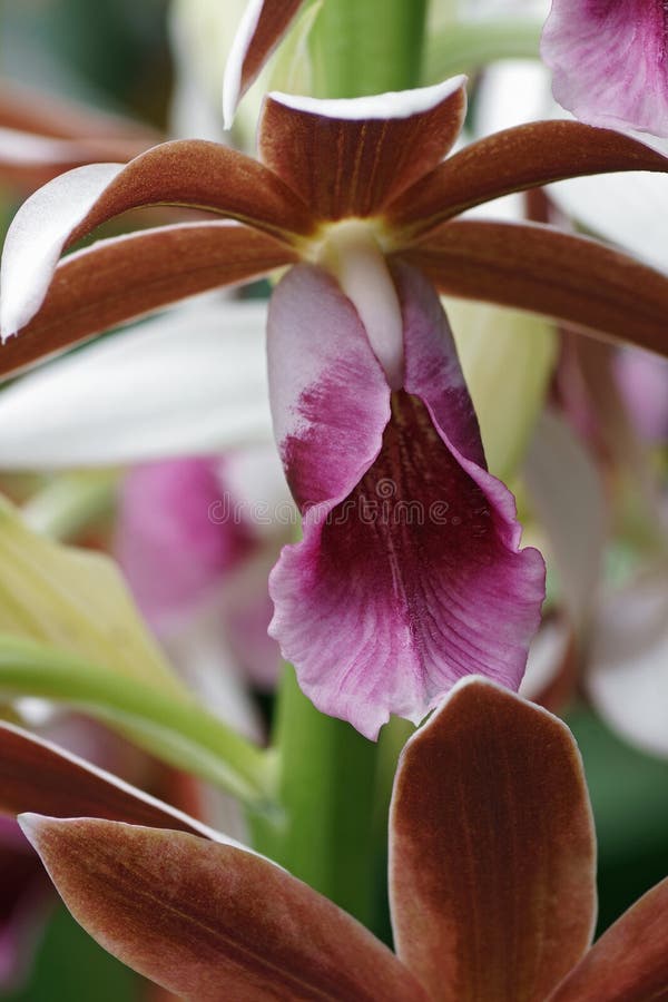 Flores Maiores De Orquídea-pântano Foto de Stock - Imagem de vendado,  biologia: 169220434