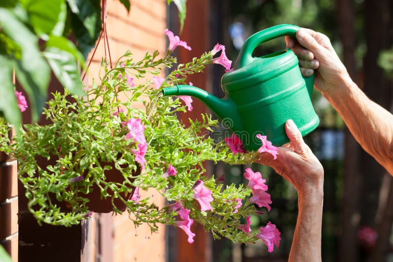 flores molhando da mulher idosa imagens de stock flores molhando da mulher idosa imagens de stock