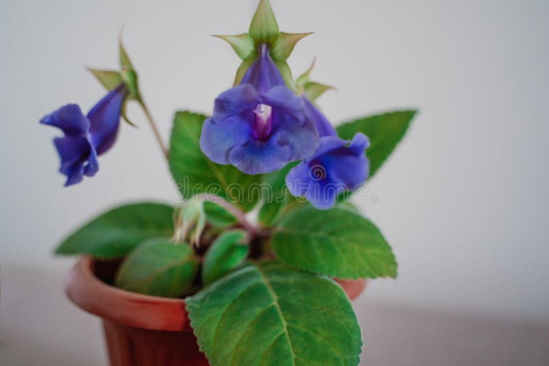 Flor Azul Del Gloxinia, Gesneriaceae De La Familia, Cierre Para Arriba Foto  de archivo - Imagen de color, hermoso: 82979592