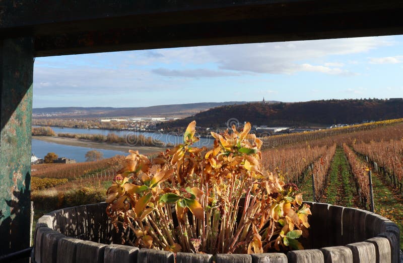Flores muertas en un barril que pasa por alto un viñedo sobre el río Rhine en Alemania fotografía de archivo Flores muertas en un barril que pasa por alto un viñedo sobre el río Rhine en Alemania fotografía de archivo