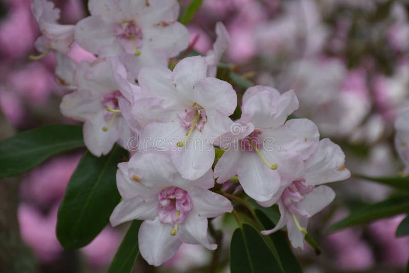 Flores muito consideravelmente cor-de-rosa e brancas da flor do rododendro imagens de stock Flores muito consideravelmente cor-de-rosa e brancas da flor do rododendro imagens de stock
