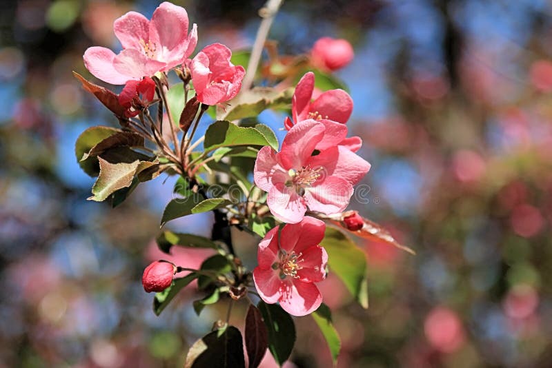 Flores mágicas de la manzana imágenes de archivo libres de regalías Flores mágicas de la manzana imágenes de archivo libres de regalías