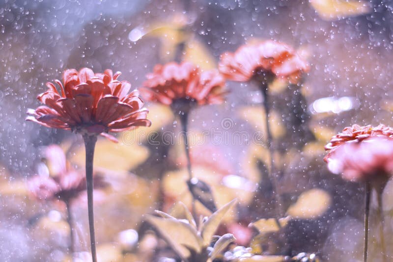 Flores na chuva Flores artísticas dos zinnias da imagem com bokeh bonito