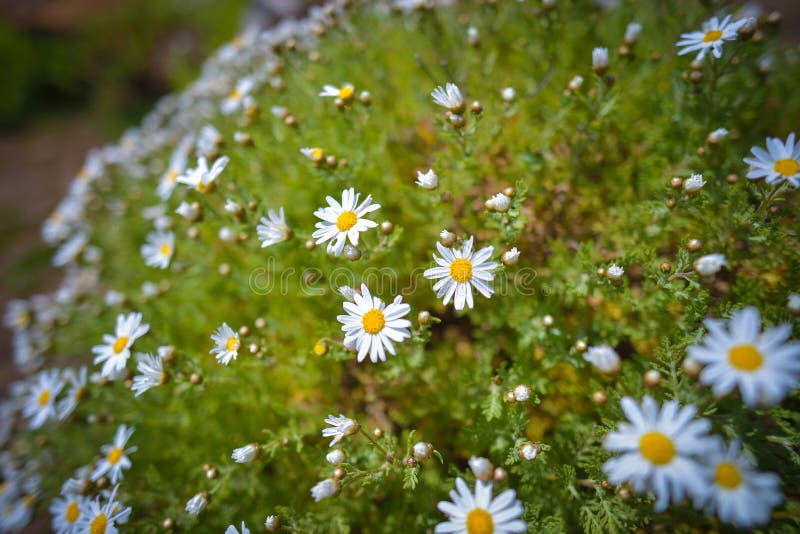 Flores na montanha de Gran Canaria, Espanha fotos de stock Flores na montanha de Gran Canaria, Espanha fotos de stock