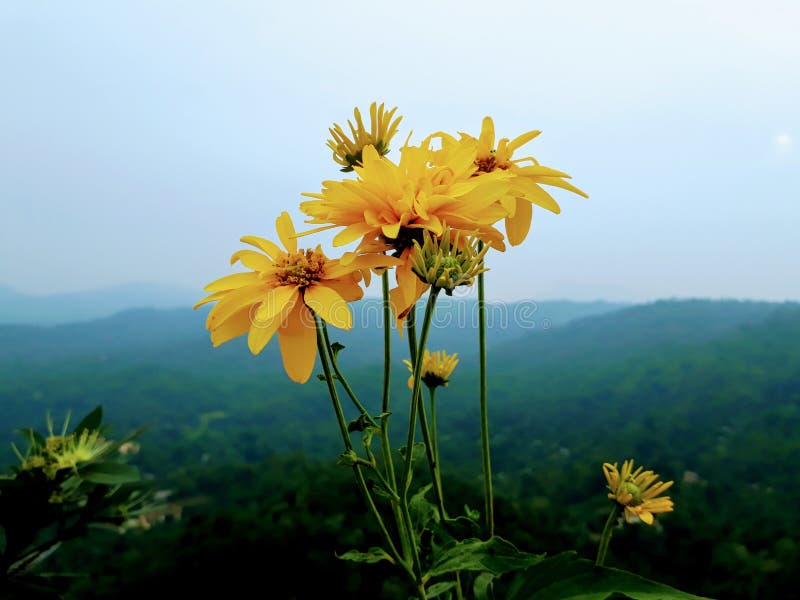 Flores na parte superior da montanha imagem de stock Flores na parte superior da montanha imagem de stock