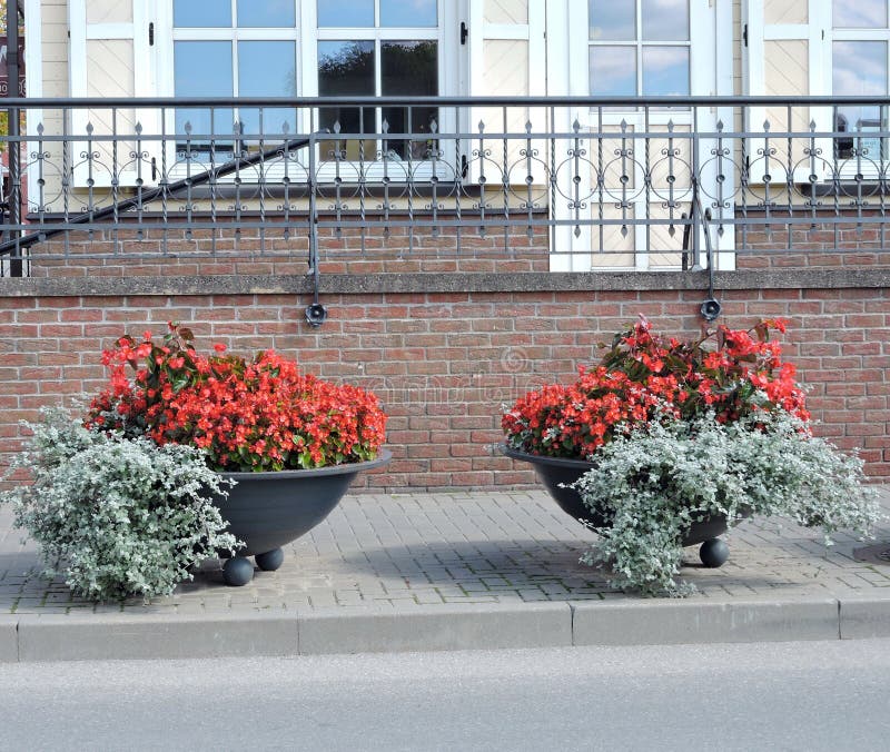 Flores na rua foto de stock. Imagem de necessidades, casa 44955980