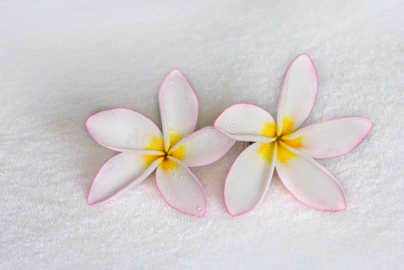 Two flowers on the white towel. Two flowers on the white towel