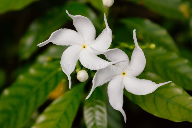 Flores nacionais de Sri Lanka - a flor ou Jasmin Saman Pichcha branca de Wathusudu com fundo do verde do bokeh É um pla popular fotografia de stock Flores nacionais de Sri Lanka - a flor ou Jasmin Saman Pichcha branca de Wathusudu com fundo do verde do bokeh É um pla popular fotografia de stock