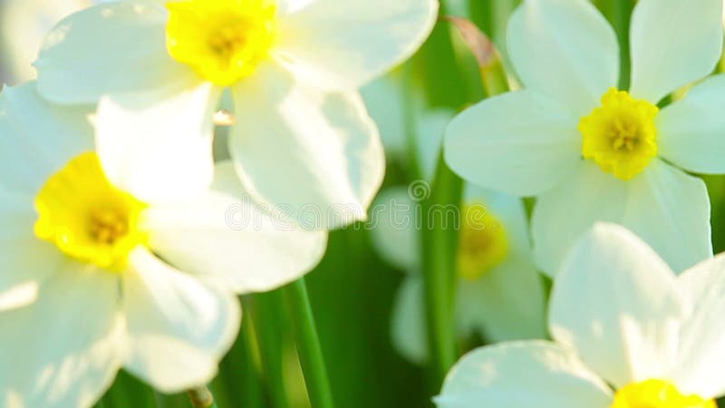 Flores narcisias en el jardín esta mañana