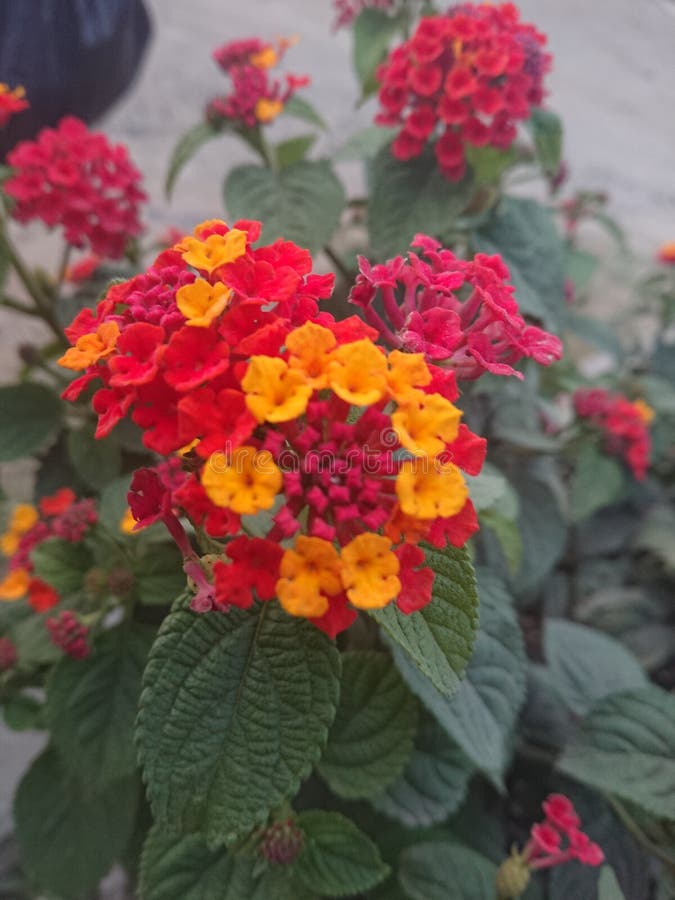 flores стоковое изображение rf flores стоковое изображение rf