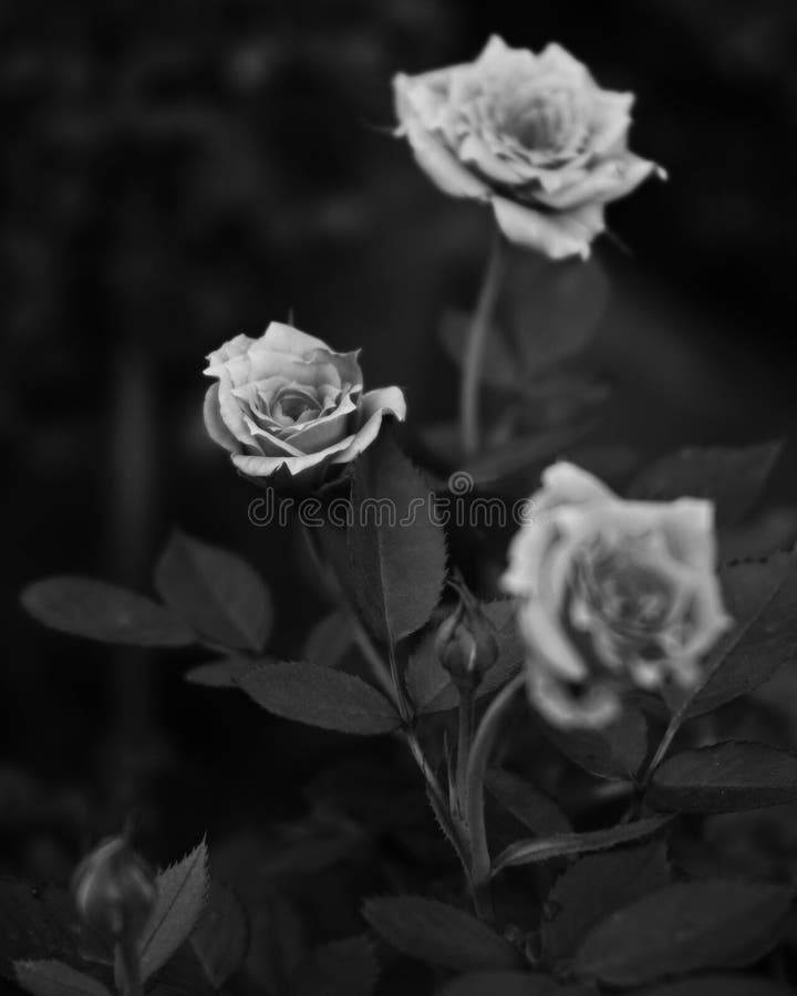 Flores Negras Artísticas De Rosas Blancas Y Negras Imagen de archivo -  Imagen de travieso, estilo: 202038257