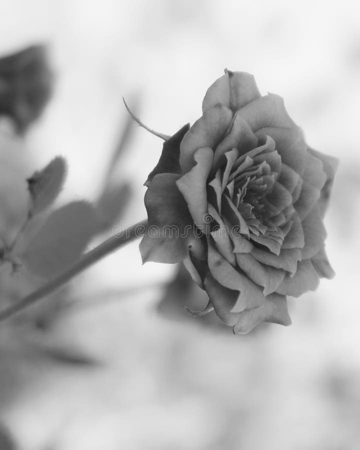 276 Rosas Blancas Y Negras Fotos de stock - Fotos libres de regalías de  Dreamstime
