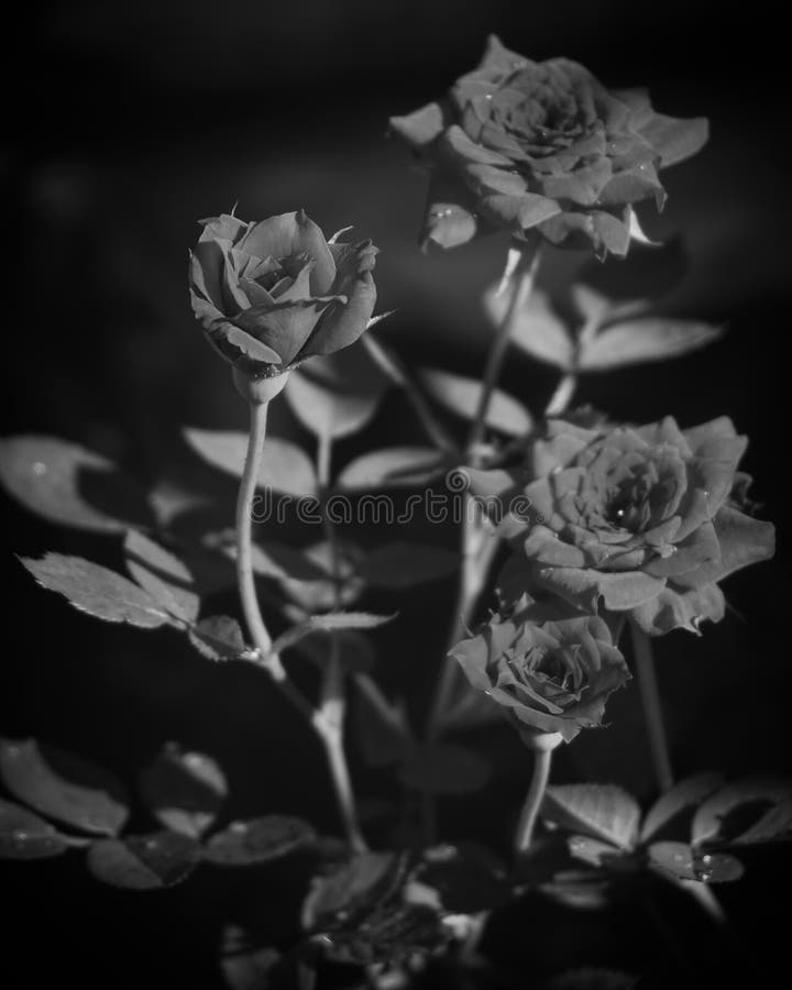 279 Rosas Blancas Y Negras Fotos de stock - Fotos libres de regalías de  Dreamstime