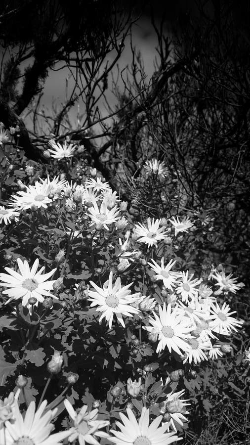 Flores negras y blancas imagen de archivo. Imagen de flores - 50264717