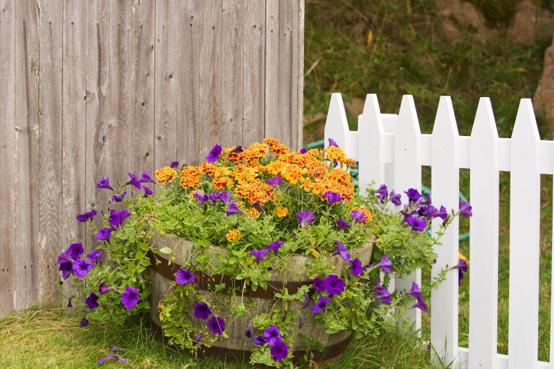Colorful flowers including petunias and marigolds in large pot near wooden fences. Colorful flowers including petunias and marigolds in large pot near wooden fences.