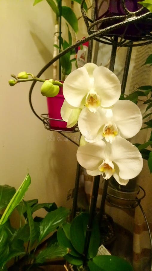 Flores No Interior. Flores No Apartamento. Orquídeas Floridas. Plantas.  Orquídea Sobre Fundo Branco. Folhas Foto de Stock - Imagem de fundo,  flores: 214111426