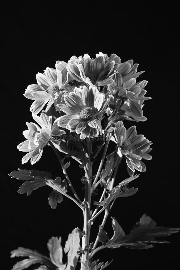 FLORES OSCURAS NEGRAS Y BLANCAS Foto de archivo - Imagen de vida, negro: 107095768 FLORES OSCURAS NEGRAS Y BLANCAS Foto de archivo - Imagen de vida, negro: 107095768
