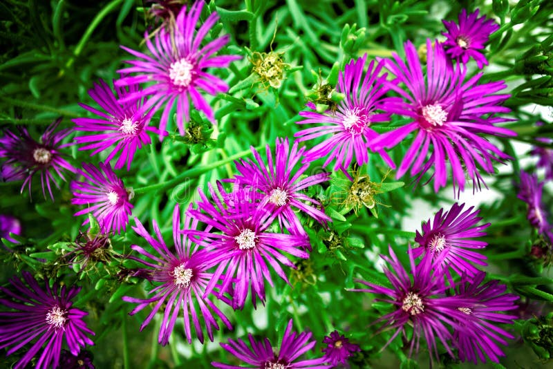 Flores p?rpuras en cierre para arriba foto de archivo libre de regalías Flores p?rpuras en cierre para arriba foto de archivo libre de regalías