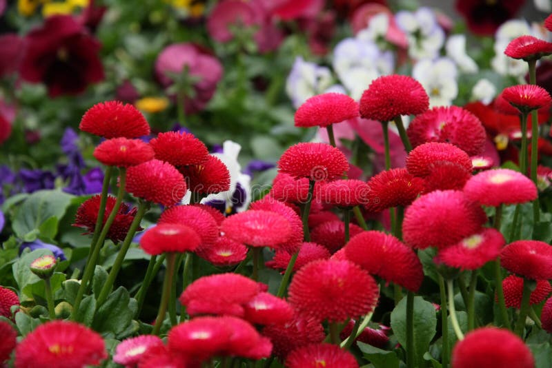 Flores para la venta en un invernadero de un flo imagen de archivo Flores para la venta en un invernadero de un flo imagen de archivo