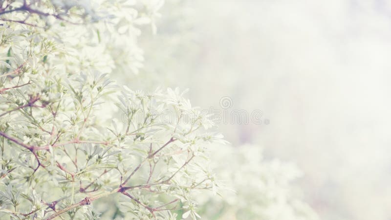 Flores pequenas com fundo floral do vintage ensolarado fotografia de stock Flores pequenas com fundo floral do vintage ensolarado fotografia de stock