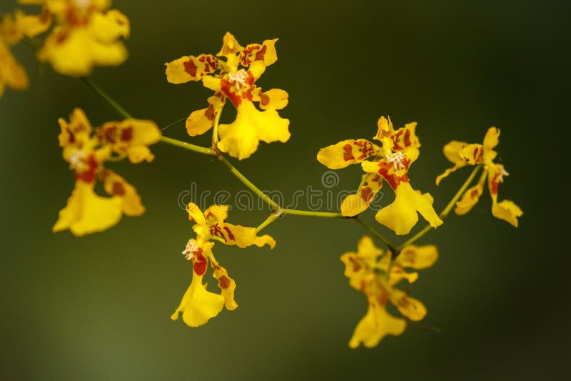 Flores Pequenas Da Orquídea Amarela Em Um Parque, Colômbia Foto de Stock -  Imagem de amarelo, flora: 94486668