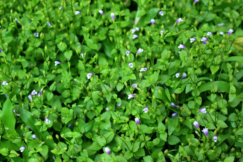 Flores pequenas tropicais e folha verde para o fundo foto de stock Flores pequenas tropicais e folha verde para o fundo foto de stock