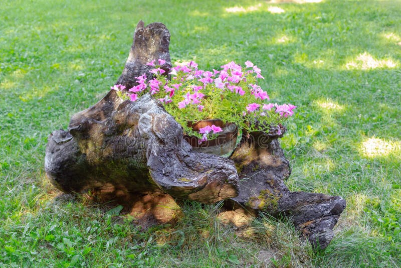 Flores plantadas em um tronco de árvore Arranjo floral na natureza foto de stock Flores plantadas em um tronco de árvore Arranjo floral na natureza foto de stock