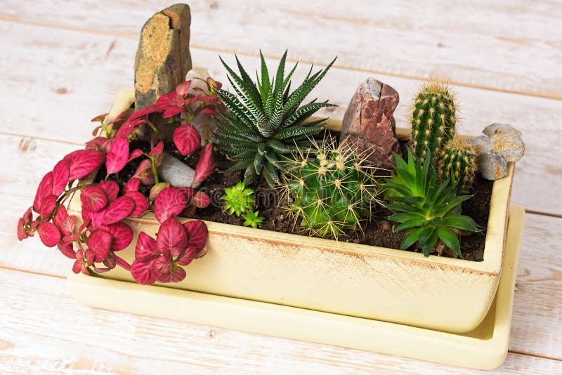 Flores Potted fotos de stock