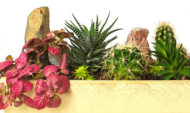 Flores Potted imagem de stock