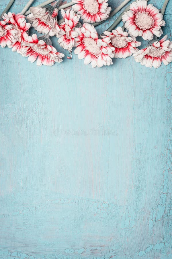 Flores preciosas en el fondo azul claro, frontera floral, visión superior, vertical Disposición creativa por los días de fiesta q fotos de archivo libres de regalías