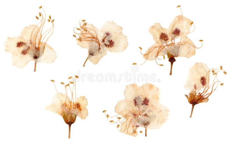 Flores pressionadas e secadas da ameixa fotos de stock royalty free Flores pressionadas e secadas da ameixa fotos de stock royalty free